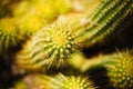 Red Torch Cactus Royalty Free Stock Photo