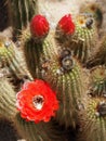 Red Torch Cactus with Flower and Buds