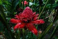 Red Torch Ginger or Etlingera Elatior flower in Grande Riviere on Trinidad