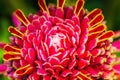 Red Torch Ginger flower Etlingera elatior Royalty Free Stock Photo