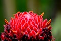 Red Torch Ginger Flower head from tropics