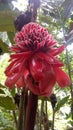Red torch ginger flower