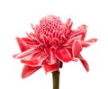 Red torch ginger flower