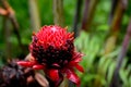 Red Torch Ginger Flower from tropics