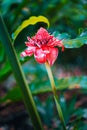 Red torch ginger local flower in tropical rainforest Royalty Free Stock Photo
