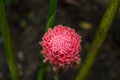 Red torch ginger tropical flower