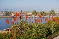 Red Torch Lillies overlooking ocean