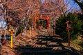 Red Torii gate of Chureito Pagoda Shrine entrance under autumn maple tree. Shimoyoshida - Fujiyoshida Royalty Free Stock Photo