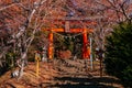 Red Torii gate of Chureito Pagoda Shrine entrance under autumn maple tree. Shimoyoshida - Fujiyoshida Royalty Free Stock Photo