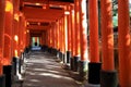 Red Torii in japan : Fujimi Inari at Kyoto