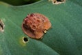 A red tortoise beetle on green leaf Royalty Free Stock Photo