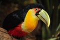 Red Toucan in Brazil forrest