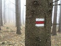 Red tourist sign in forest durring foggy autumn Royalty Free Stock Photo