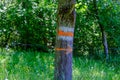 red tourist trail mark on a tree. Direction indication with a red arrow Royalty Free Stock Photo