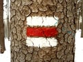 Red touristic mark on tree trunk rugger bark in snowy winter deciduous wood. Detail of touristic path sign