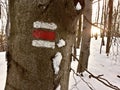 Red touristic mark on tree trunk rugger bark in snowy winter deciduous wood. Morning sun on background