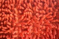 Red towel close-up fabric and texture background Royalty Free Stock Photo