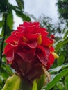 Red Tower Ginger Costus comosus in bloom Royalty Free Stock Photo