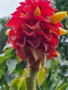 Red Tower Ginger Costus comosus in bloom Royalty Free Stock Photo