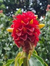 Red Tower Ginger Costus comosus in bloom Royalty Free Stock Photo