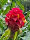 Red Tower Ginger Costus comosus in bloom Royalty Free Stock Photo