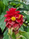 Red Tower Ginger Costus comosus in bloom Royalty Free Stock Photo