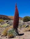 Red tower of jewels flower Echium wildpretii, flower of Tene