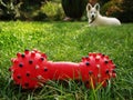 Red toy with dog Royalty Free Stock Photo