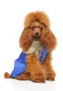 Toy Poodle in clothes for dogs Royalty Free Stock Photo