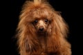 Red Toy Poodle Dog on Isolated Black Background Royalty Free Stock Photo