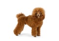 Red Toy Poodle dog on a white background Royalty Free Stock Photo