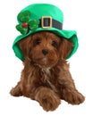 Red toy poodle in a green leprechaun hat