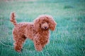 Red Toy Poodle Outdoors