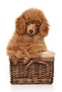 Red Toy Poodle puppy in basket Royalty Free Stock Photo