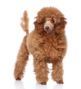 Red Toy Poodle puppy (five months) Royalty Free Stock Photo