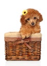 Toy Poodle puppy posing in wicker basket Royalty Free Stock Photo