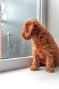 red toy poodle puppy sits on the windowsill and looks out the window Royalty Free Stock Photo