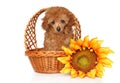 Red Toy Poodle puppy in wickker basket Royalty Free Stock Photo