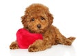 Red Toy poodle with soft toy