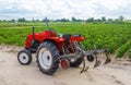 Red tractor with a plow on plantation of paprika pepper bushes. Farming agribusiness, agriculture industry. Agricultural machinery Royalty Free Stock Photo