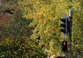 Red traffic light on the background of yellow autumn trees, interesting background