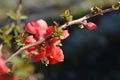 Red Trail Flowering Quince