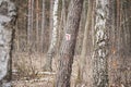 Red trail sign on a pine tree Royalty Free Stock Photo