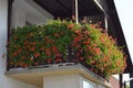 Red trailing geranium flowers on balcony Royalty Free Stock Photo