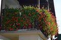 Red trailing geranium flowers on balcony Royalty Free Stock Photo