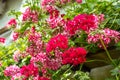 Red trailing pelargonium close up