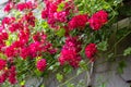 Red trailing pelargonium close up