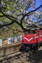 Red train and Cherry tree blossom at Alishan National Scenic Are