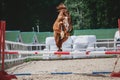 Red trakehner stallion horse jumping Royalty Free Stock Photo