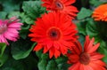 Red Transvaal Gerbera Daisy Flower